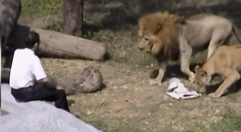 술먹고 사자우리 들어가 전도하시는 목사님.gif | 인스티즈