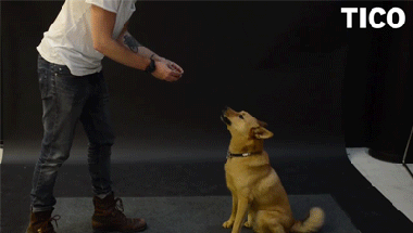 염력 쓰는 걸 보는 강아지별 반응.gif | 인스티즈