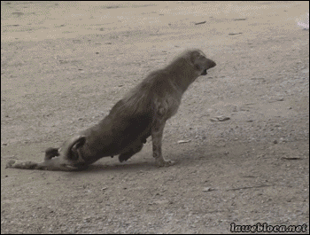 뒷다리를 못 쓰는 불쌍한 개 ... .GIF | 인스티즈