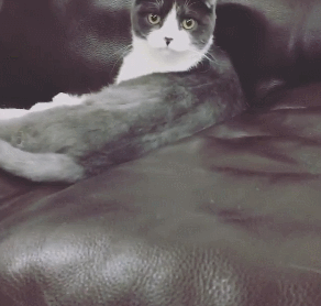 사람보다 동물이 더 많이 사는 아이돌 숙소 | 인스티즈