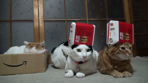 고양이와 상자 | 인스티즈