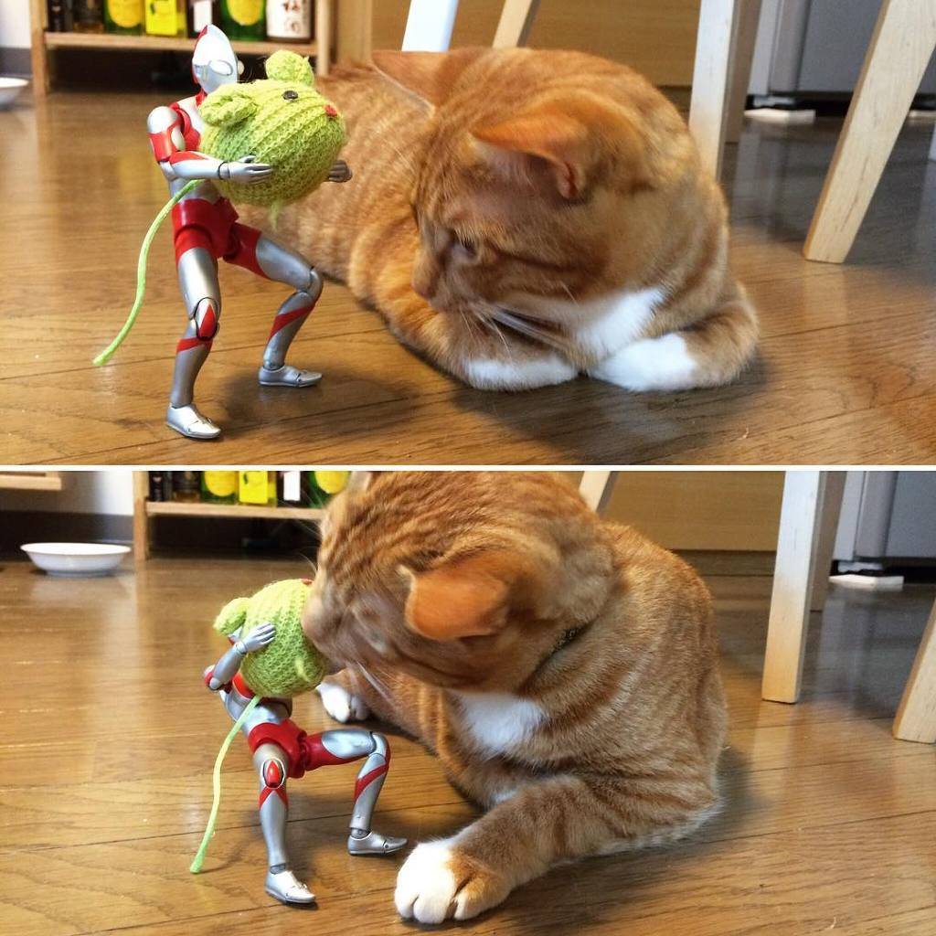 울트라맨이 지켜주는 고양이의 성장 기록 | 인스티즈