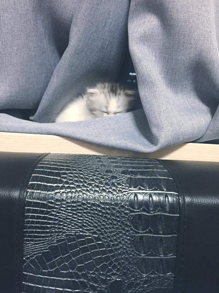 냥덕 입문냥 | 인스티즈