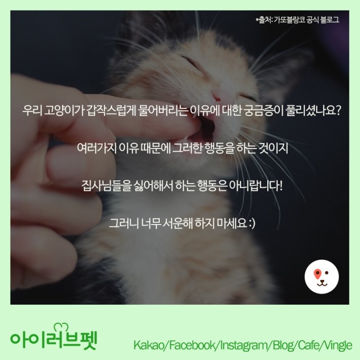 고양이가 갑자기 무는 이유 | 인스티즈