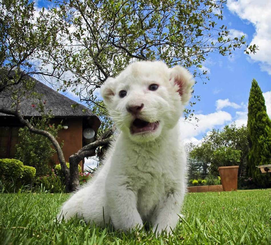 귀여운 동물새끼들.jpg | 인스티즈