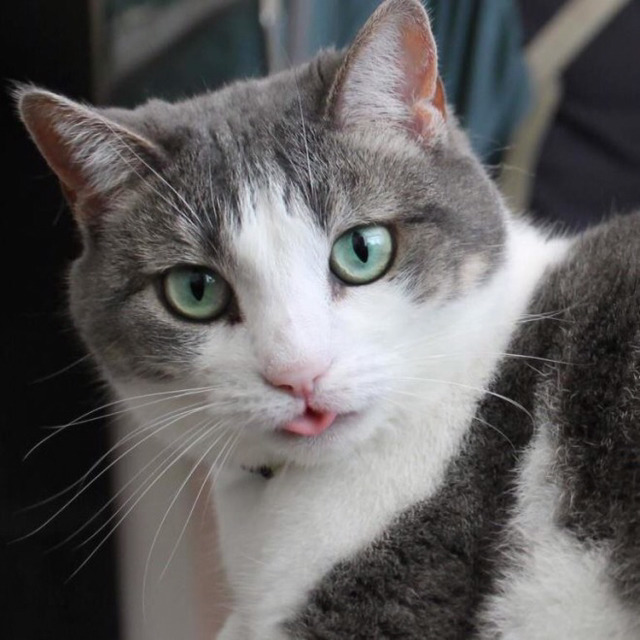 고양이 혀 집어넣는거 까먹었을때.jpgif | 인스티즈