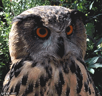 부엉이를 만져봤다.gif | 인스티즈