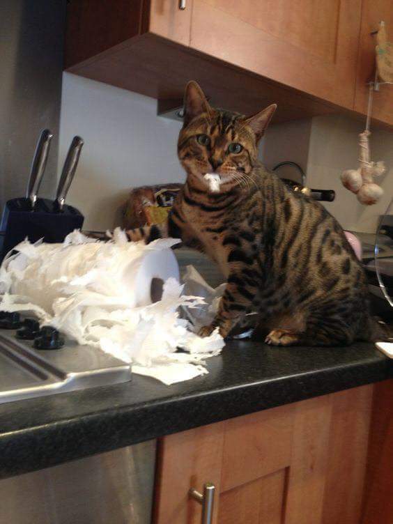 고양이를 이해하는걸 포기했다 | 인스티즈