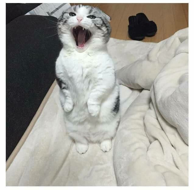 식사를 기다리는 고양이 | 인스티즈