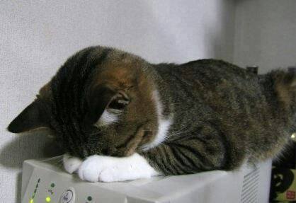 고양이가 잘때 눈가리는 이유 | 인스티즈