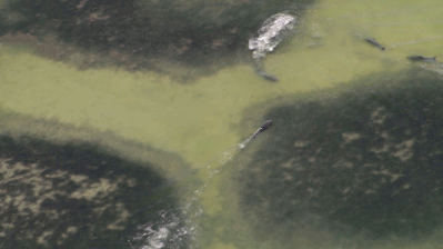 돌고래 지능에 대한 고찰.jpg | 인스티즈