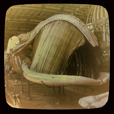 말 안 되는데 말 되는 고래로 늑대잡기.jpgif | 인스티즈