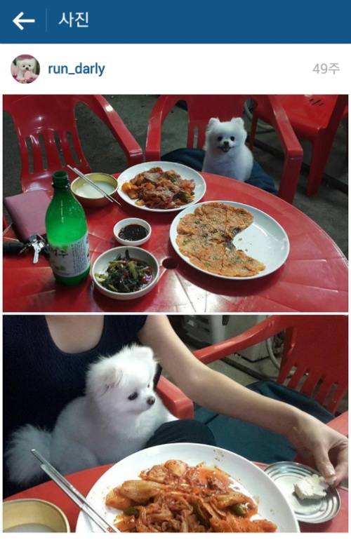 유기견에서 스타강아지가 되기까지 달리의 변화모습 | 인스티즈