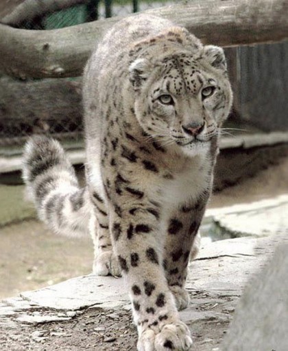 내가 가장 좋아하는 고양이과 맹수는?? | 인스티즈