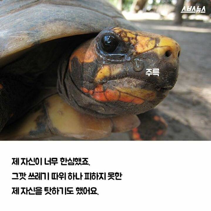 저는 땅콩 거북이 입니다 | 인스티즈