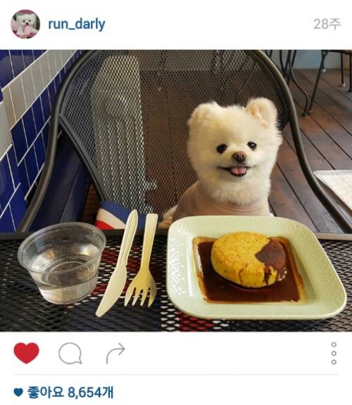 유기견에서 스타강아지가 되기까지 달리의 변화모습 | 인스티즈