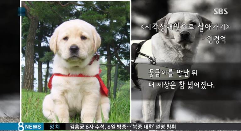 한국.. 10년간 맹인 안내견으로 살아오다 은퇴한 풍금이.. | 인스티즈