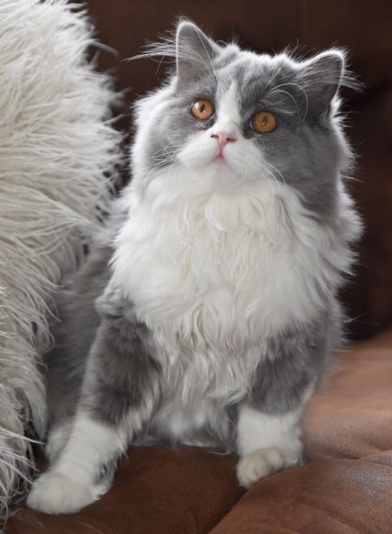 고양이계의 푸들 셀커크렉스 | 인스티즈