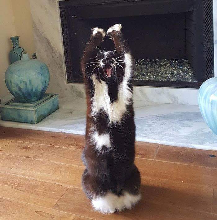 주인도 왜 그러는지 모르는 고양이 행동 | 인스티즈