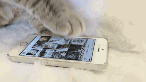 스마트폰 사용하는 고양이 | 인스티즈