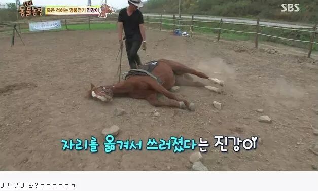 죽은척 하는 말 | 인스티즈