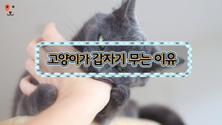 고양이가 갑자기 무는 이유 | 인스티즈