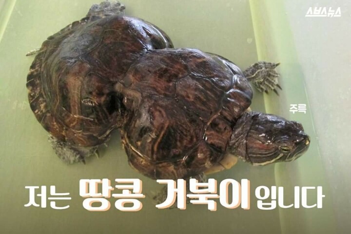 저는 땅콩 거북이 입니다 | 인스티즈