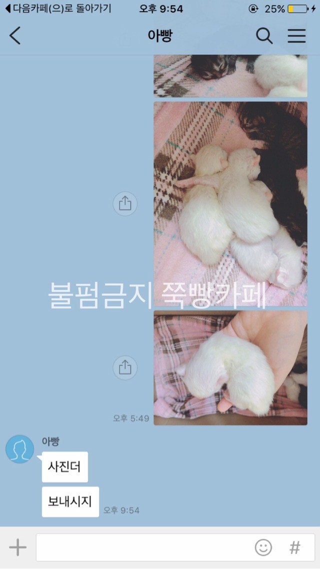 고양이는 다 요물이라며 갖다버리라던 아버지 | 인스티즈