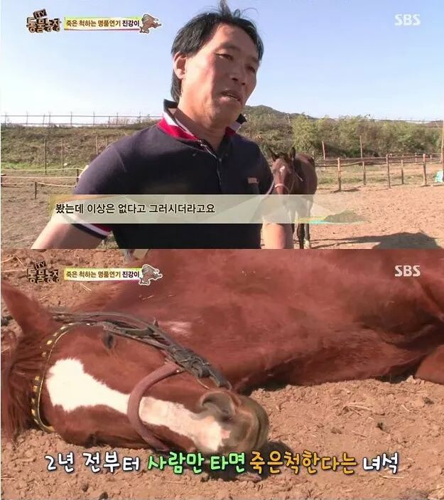 죽은척 하는 말 | 인스티즈