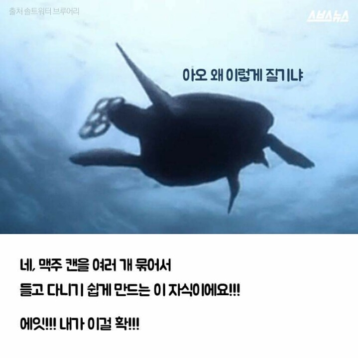 저는 땅콩 거북이 입니다 | 인스티즈