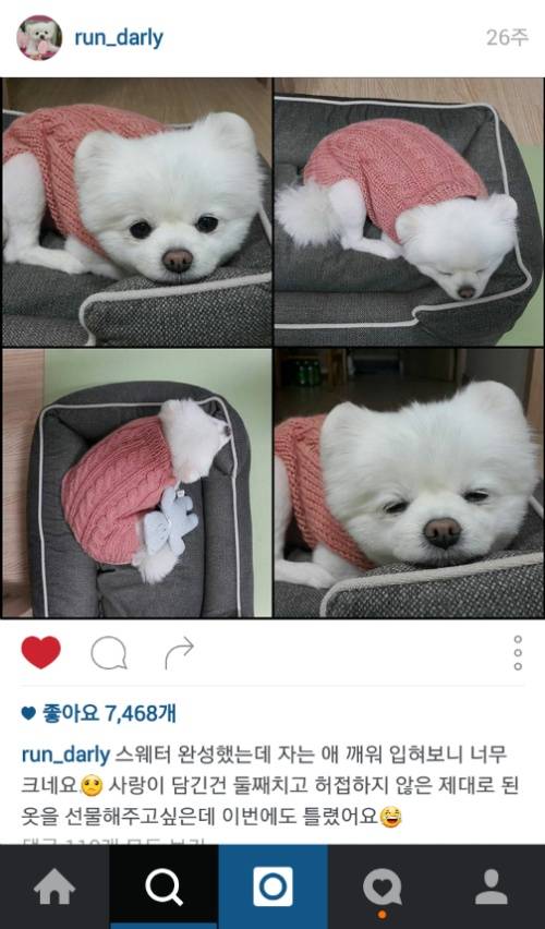 유기견에서 스타강아지가 되기까지 달리의 변화모습 | 인스티즈