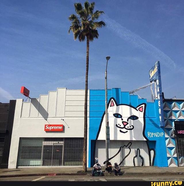 [ripndip] 유명 고양이 아이템 | 인스티즈