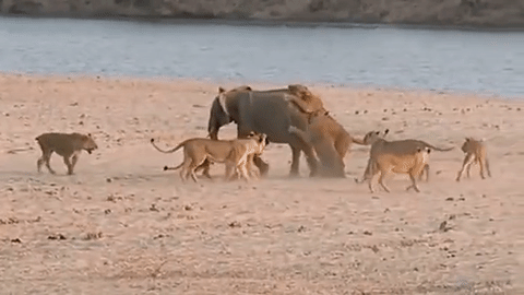 사자 14마리를 물리친 용맹한 코끼리 | 인스티즈