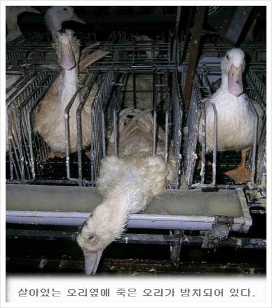 프랑스 니네는 한국 개고기 문화 비판 할 자격 없다 | 인스티즈