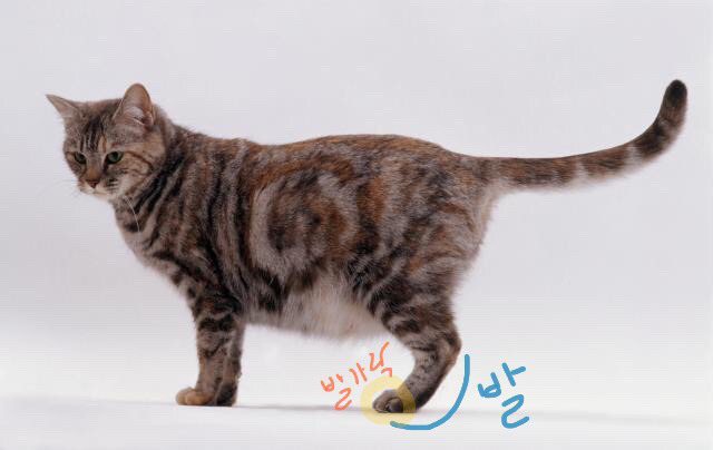 고양이는 뭘로 걸어 여시야????? | 인스티즈