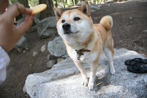 시바모음 | 인스티즈