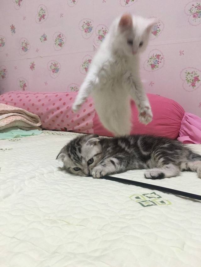 생을 마감하는 고양이 | 인스티즈