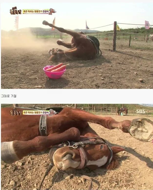 죽은척 하는 말 | 인스티즈