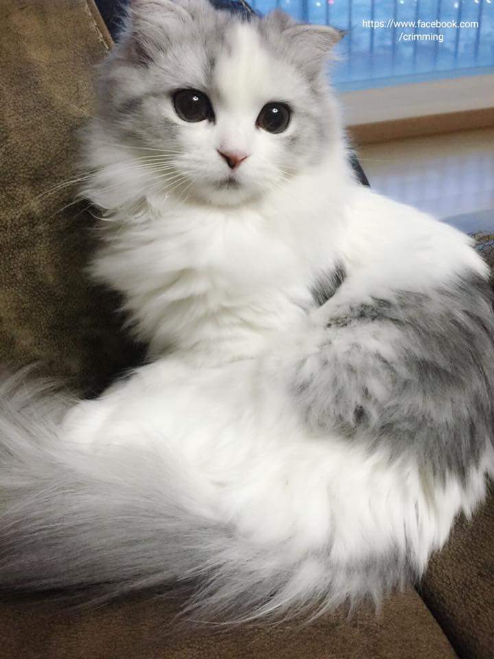 냥덕 입문냥 | 인스티즈