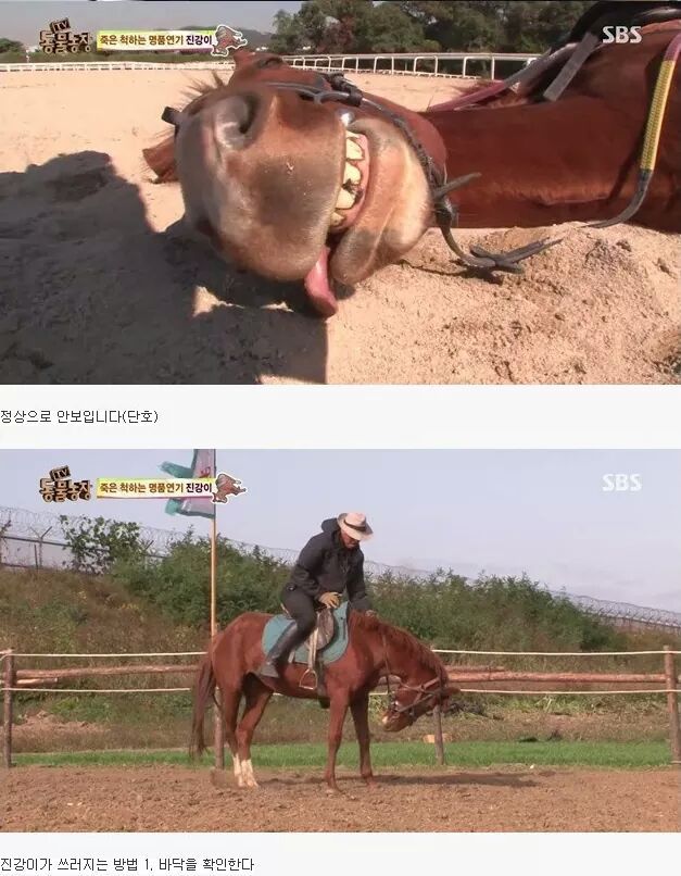 죽은척 하는 말 | 인스티즈