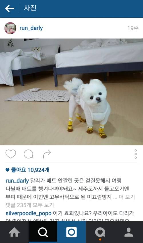 유기견에서 스타강아지가 되기까지 달리의 변화모습 | 인스티즈