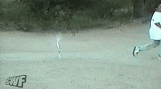 폭죽놀이 같이 하고싶은 강아지.gif | 인스티즈