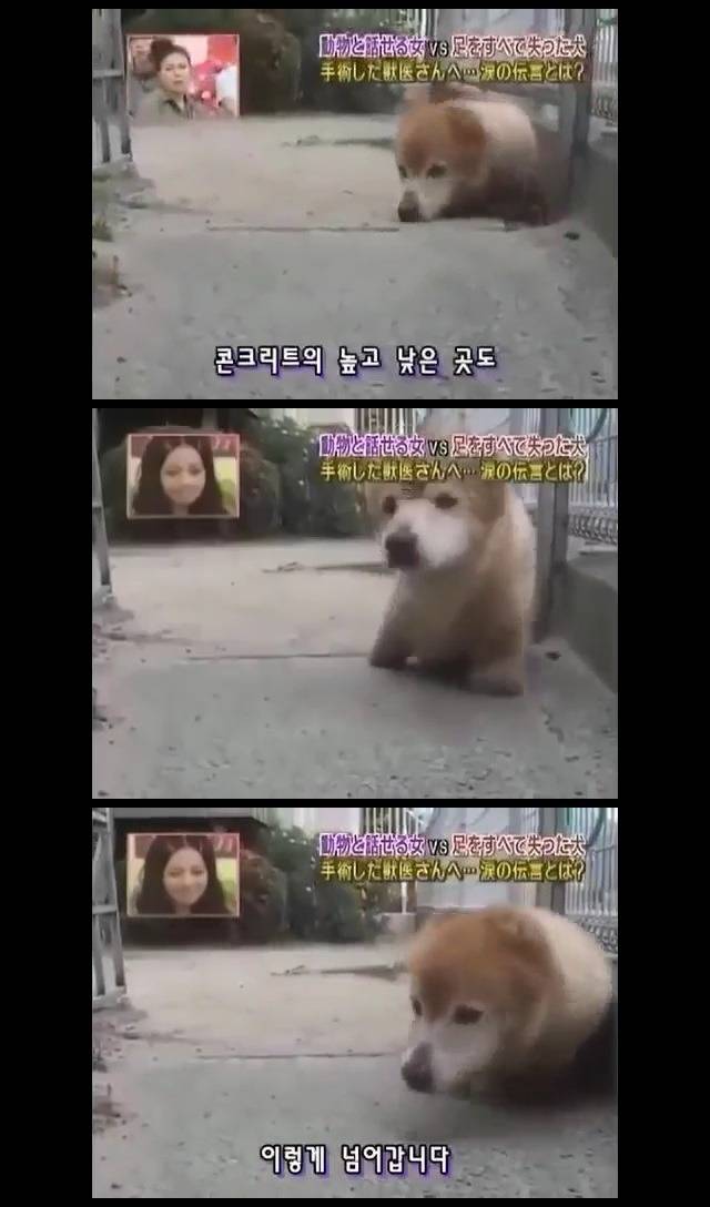  사지가 절단된 강아지 타로의 마음 | 인스티즈