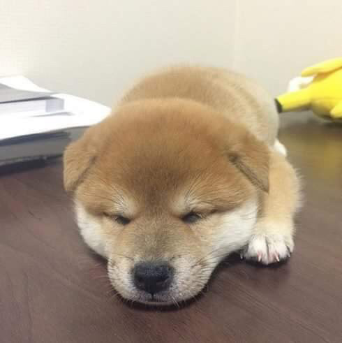 시바모음 | 인스티즈