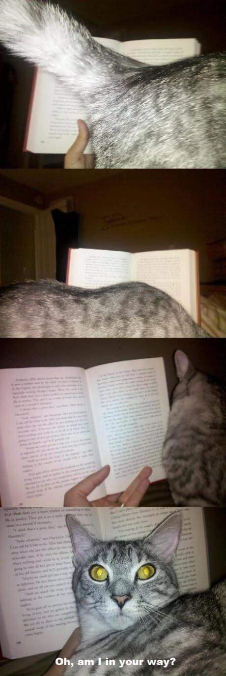 고양이를 이해하는걸 포기했다 | 인스티즈