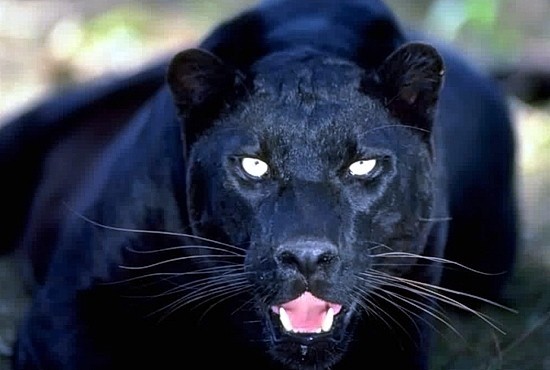 내가 가장 좋아하는 고양이과 맹수는?? | 인스티즈