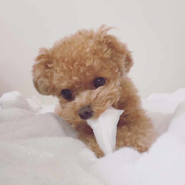 강아지쓰다듬을때 생기는일 | 인스티즈