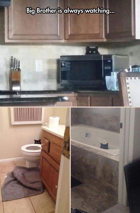 고양이를 이해하는걸 포기했다 | 인스티즈