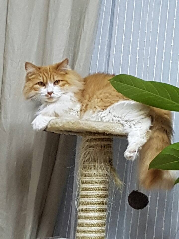 삼시세끼를 보니 역시 냥이는 털냥이가 귀엽습니다.. | 인스티즈