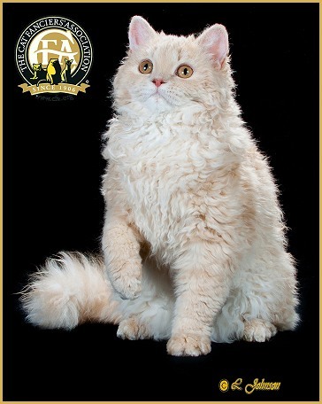 고양이계의 푸들 셀커크렉스 | 인스티즈